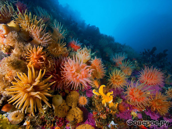 Анемоны и Мягкие кораллы. Photograph by Paul Nicklen, National Geographic