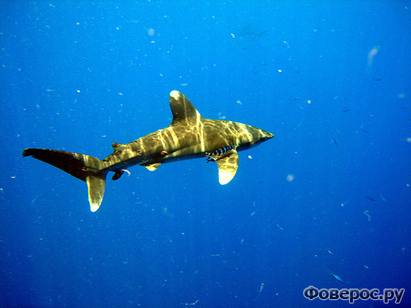 акула египет