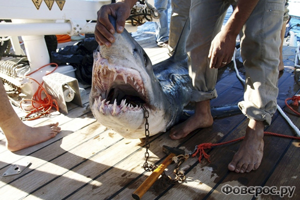 Акула напала на туристов, Египет